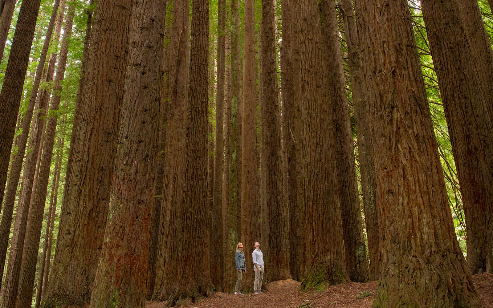 The Californian Redwoods in the Otways Rainforest